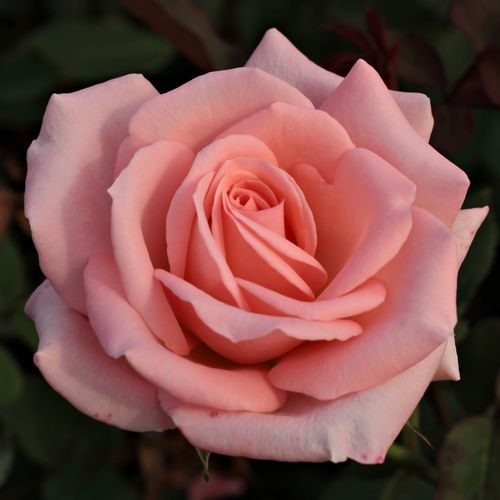 Vendita, rose rose ibridi di tea - rosa - Rosa Katrin - rosa non profumata - GPG Roter Oktober, Bad Langensalza - ,-